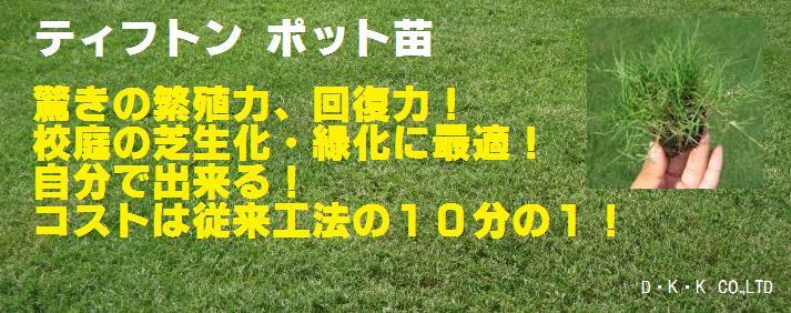 植え付け時期３月下旬９月上旬芝生 ティフトン４１９芝苗 200苗(セルトレー２５穴×8トレー)