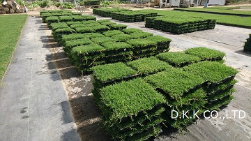 出荷準備中のティフトン芝ポット苗