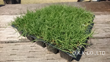 ティフトン芝ポット苗(25個入)
