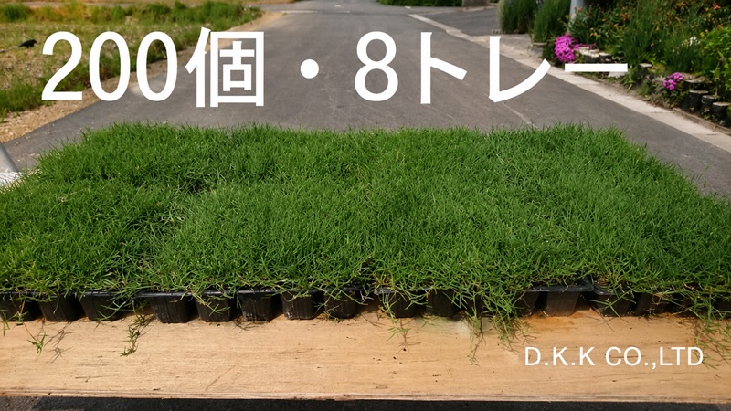 ティフトン芝ポット苗200個・8トレー DIY用 自社生産・全国発送