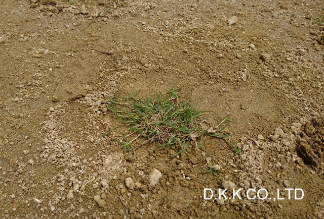 ティフトン芝ポット苗を植え付け、足でしっかり踏み固めた様子