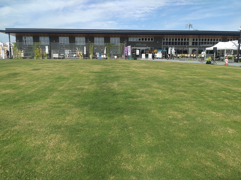 ティフトン芝ポット苗を施工した愛知県N市道の駅芝生完成の様子