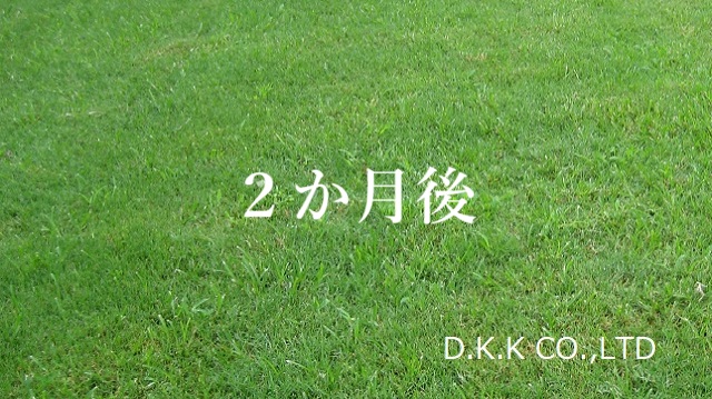 ティフトン芝ポット苗を植え付けて約2か月後に芝生が広がった様子