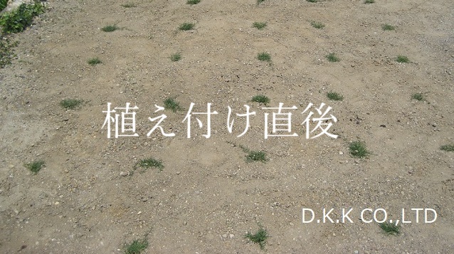 ティフトン芝ポット苗を45㎝間隔で植え付けた直後の様子