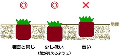 ティフトン芝の正しい植え付けの高さ