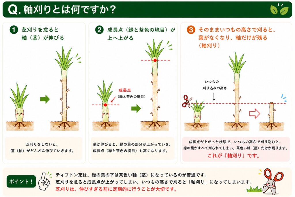 ティフトン芝の軸刈りの原因と成長点、適切な芝刈りの高さを解説したイラスト